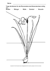 Märzenbecher-beschriften-ausmalen.pdf